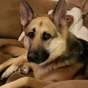 Meet your Posher, Schelly